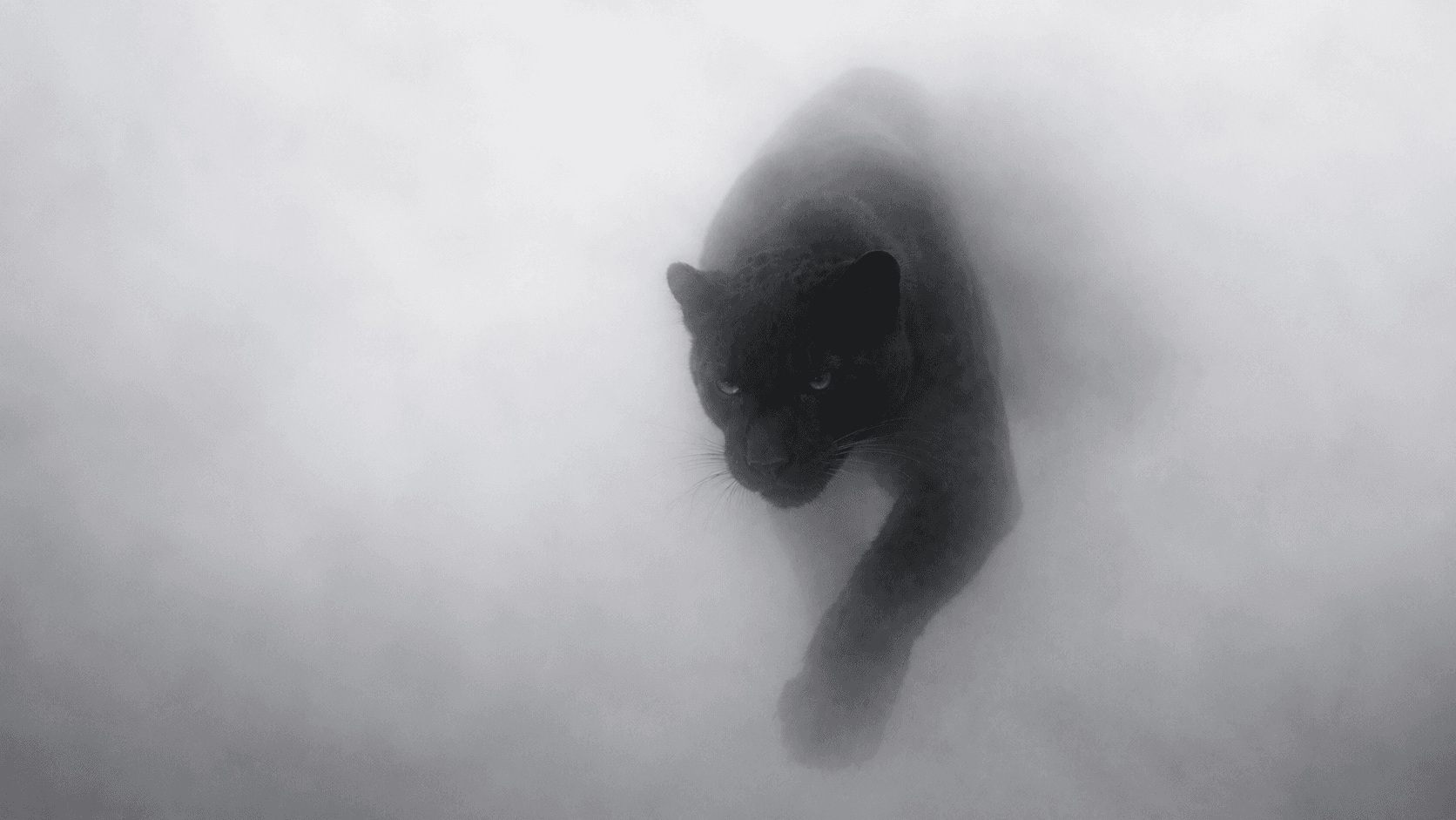 AW26 campaign — panther in fog